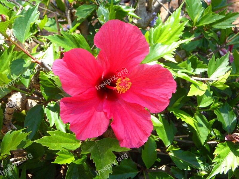 Hibiscus Flower Blossom Bloom Mallow