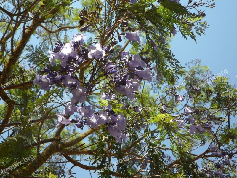 Jacaranda Tree Blossom Bloom Blossom