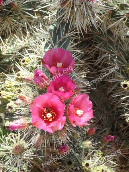 Cactus Prickly Spur Plant Flora