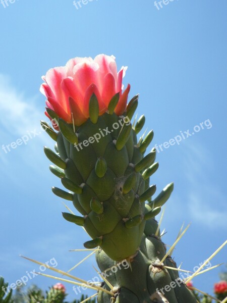 Cactus Blossom Bloom Cactus Flora Plant