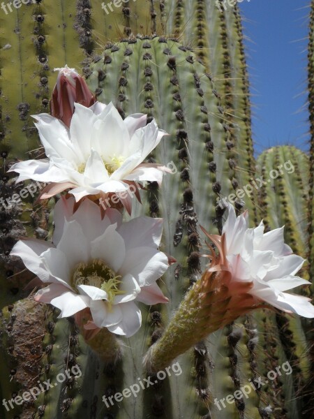 Cactus Blossom Bloom Cactus Flora Plant