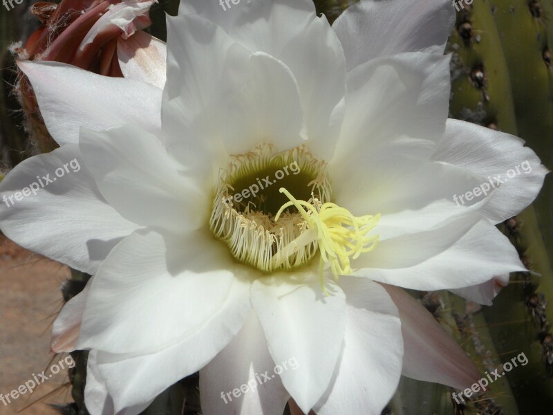 Cactus Cactus Blossom Bloom Blossom Bloom