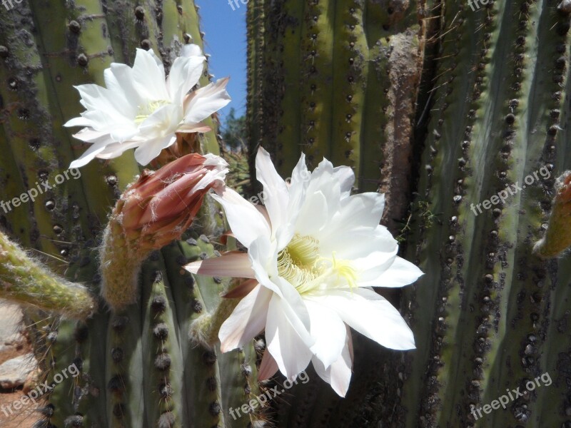 Cactus Blossom Bloom Cactus Flora Plant