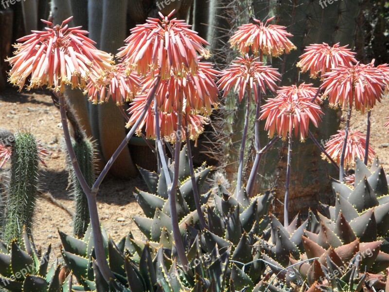 Agave Blossom Bloom Bloom Plant