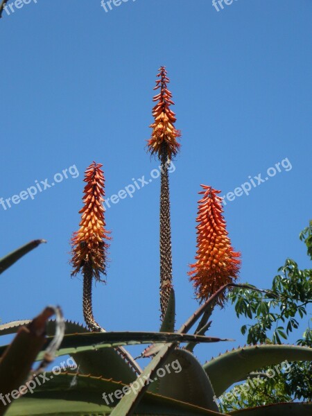 Agave Inflorescence Candles Plant Blossom