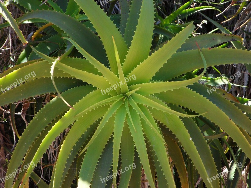 Agave Green Plant Flora Leaves