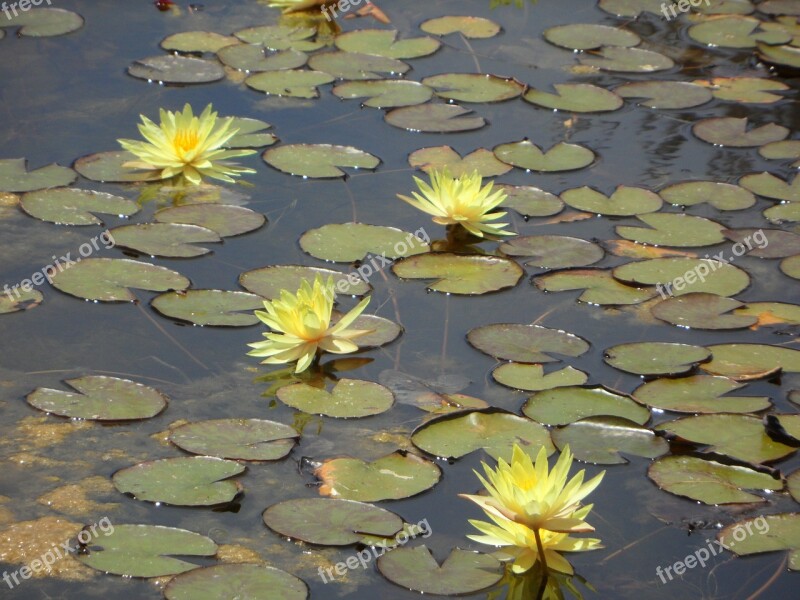 Water Lilies Lily Pond Bloom Yellow Water