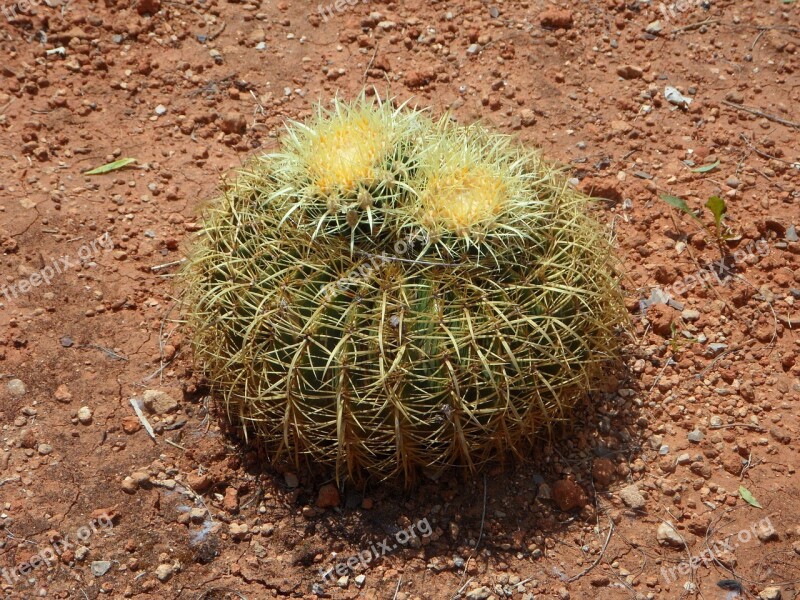 Cactus Ball Cactus Cactus Greenhouse Green Spur