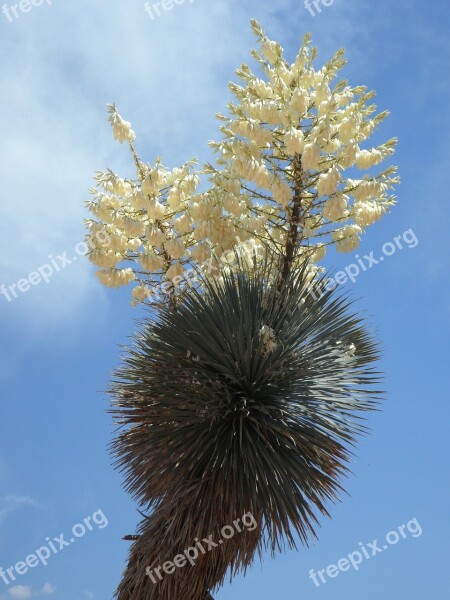 Yucca Yucca Palm Bloom Blossom Bloom