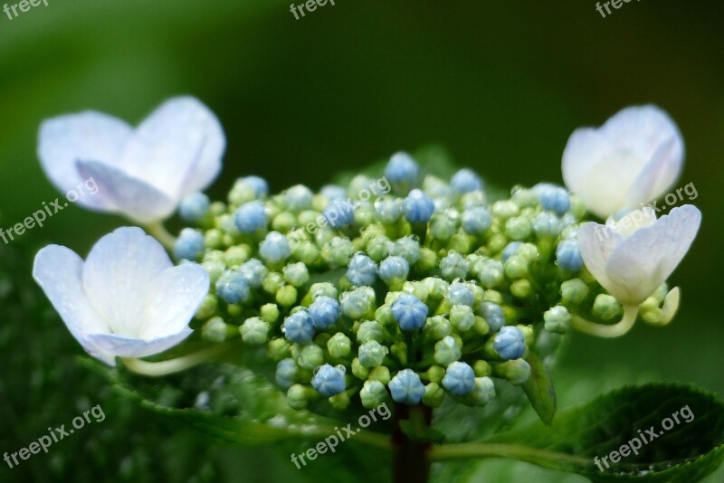 Hydrangeas Hydrangea Rain Rainy Season Free Photos