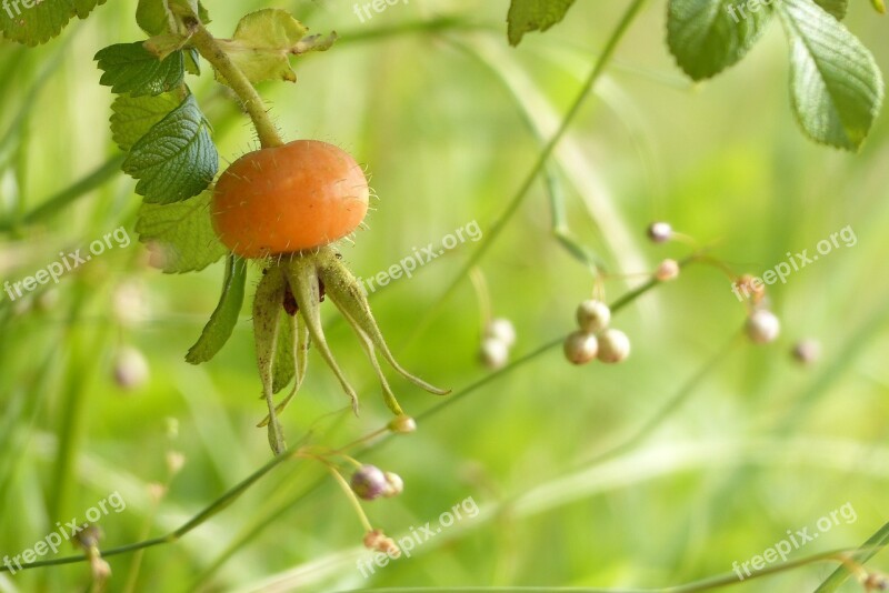 Hermanus Fruit Of The Sweetbrier Orange Summer Rose Hips