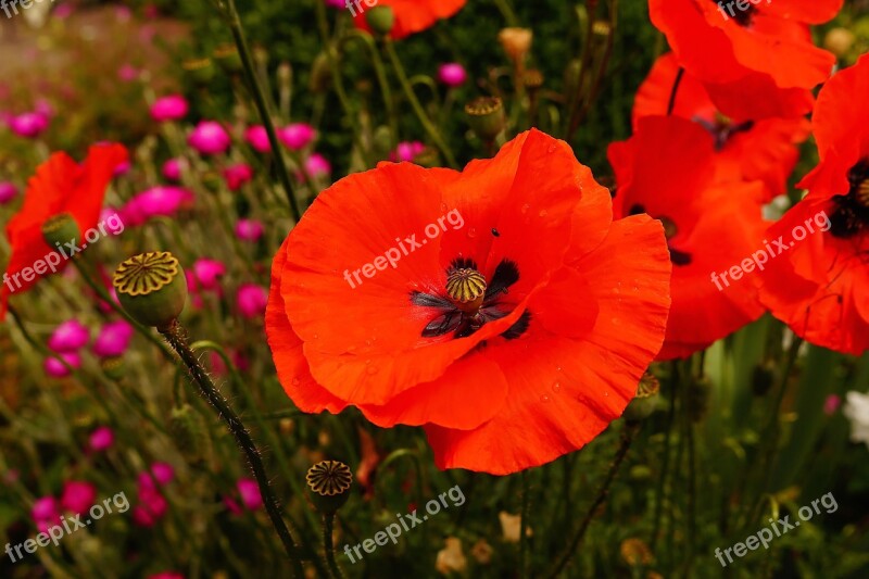 Garden Flower Bed Blütenmeer Poppies Flowers