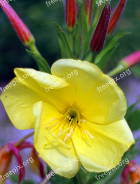 Pink Evening Primrose Primrose Common Evening Primrose Evening Primrose Greenhouse Blossom