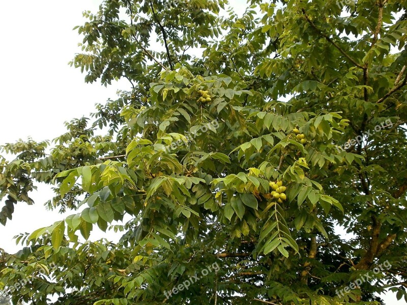 Walnut Trees Walnut Chopped Walnuts Arboretum Blue Fruit