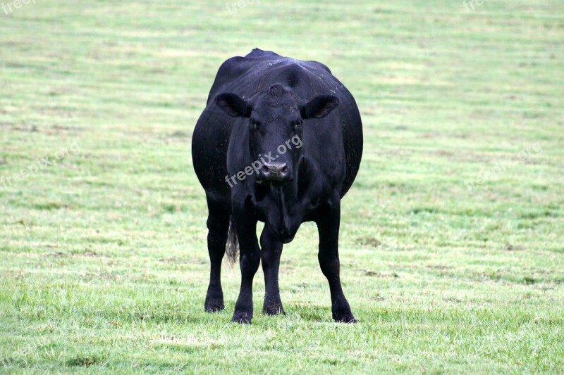 Black Cow Farm Animal Cattle