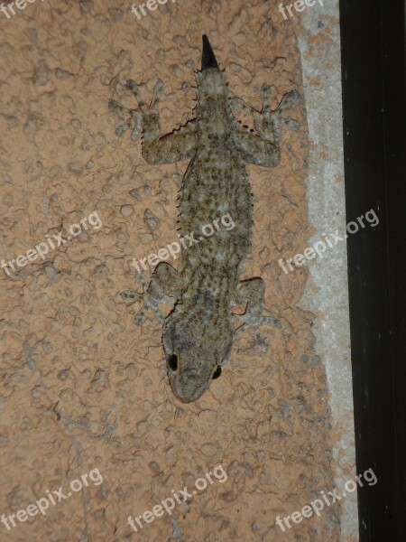 Gecko Mediterranean Reptile Lizard Pigmy