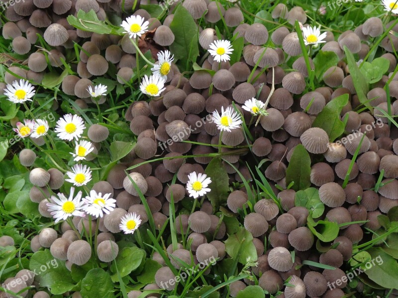 Mushrooms Nature Plant Meadow Daisy