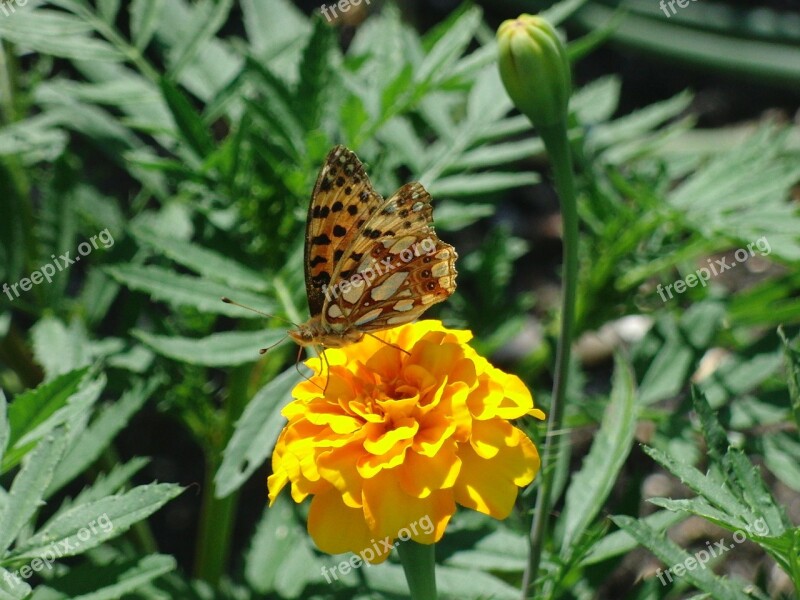 Butterfly Nature Insect Animal Blossom