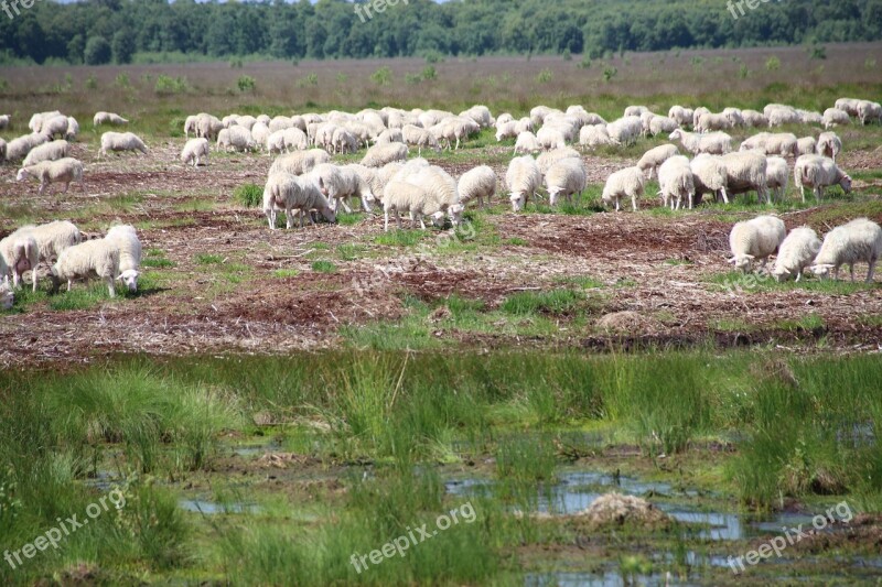 Sheep Moor Nature Free Photos