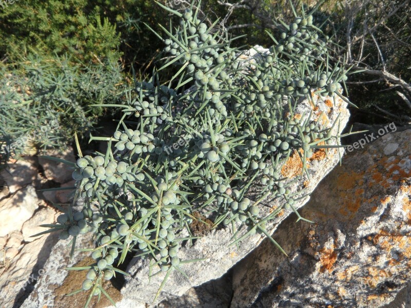 Thorns Spur Prickly Spiny Green