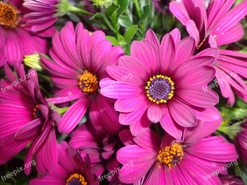 Nature Flower Gerbera Blossom Bloom