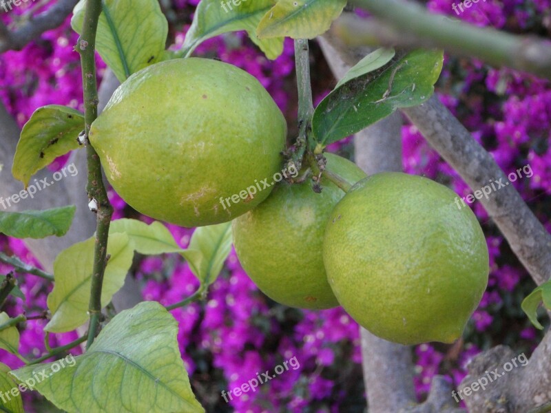 Lemons Mediterranean Garden Mediterranean Garden Summer