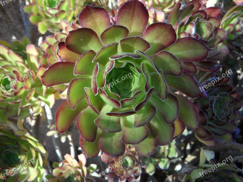 Rosette Plant Ornamental Plant Succulent Succulents