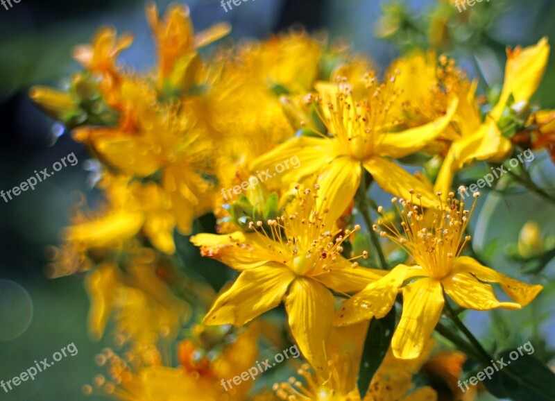 Blossom Bloom St John's Wort Hypericum Perforatum Wort