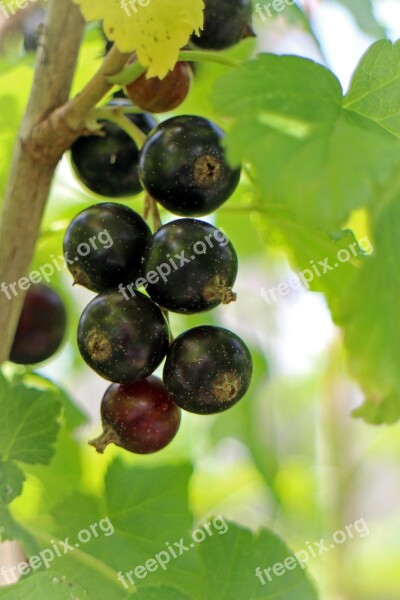 Black Currant Ribes Nigrum Fruit Berry Fruits