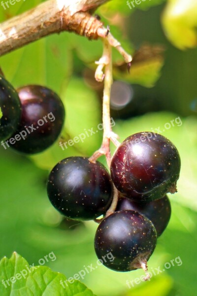 Black Currant Ribes Nigrum Fruit Berry Fruits