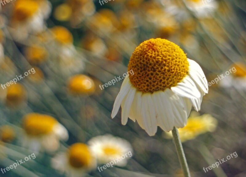 Blossom Bloom Chamomile Composites Medicinal Plant