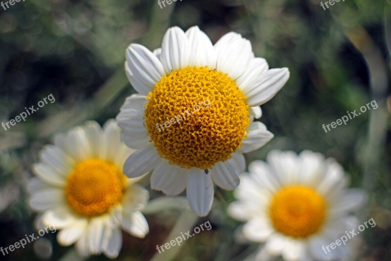 Blossom Bloom Chamomile Composites Medicinal Plant