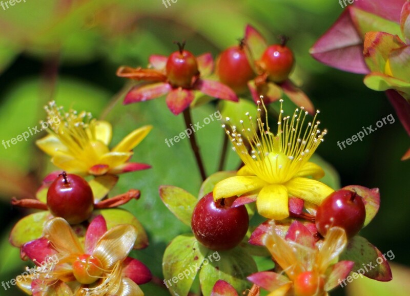 Blossom Bloom St John's Wort Hypericum Perforatum Wort