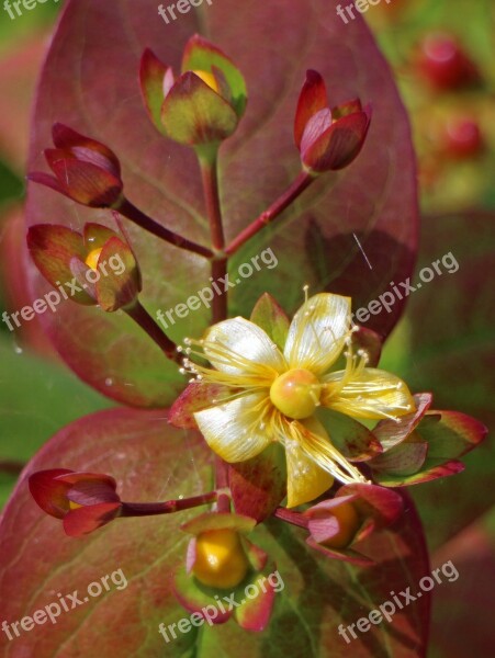 Blossom Bloom St John's Wort Hypericum Perforatum Wort