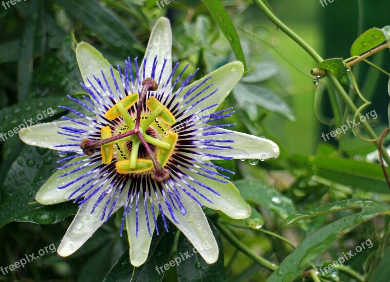 Passion Flower Passiflora Flower Blossom Bloom