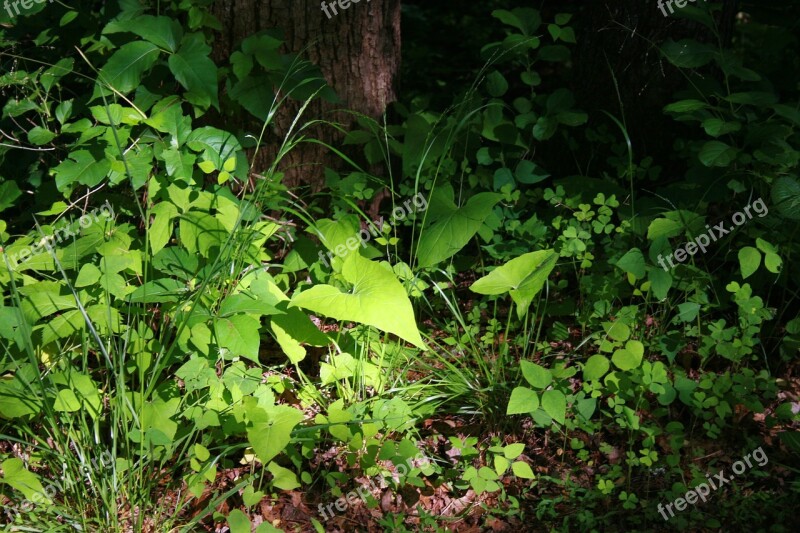 Weeds Plants Forest Floor Moss Plant