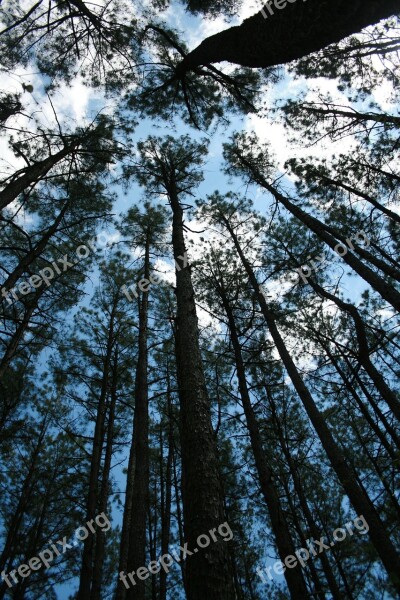 Forest Sky Pine Trees Nature Tree