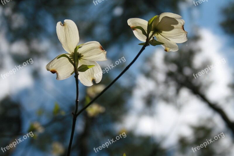 Dogwood Flower Beautiful Nature Forest