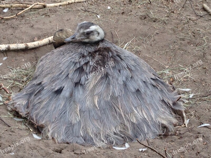 Rhea Bird Flightless Bird Large Hen Breed