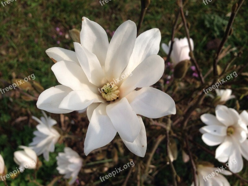 Magnolia Bush Blossom Bloom White