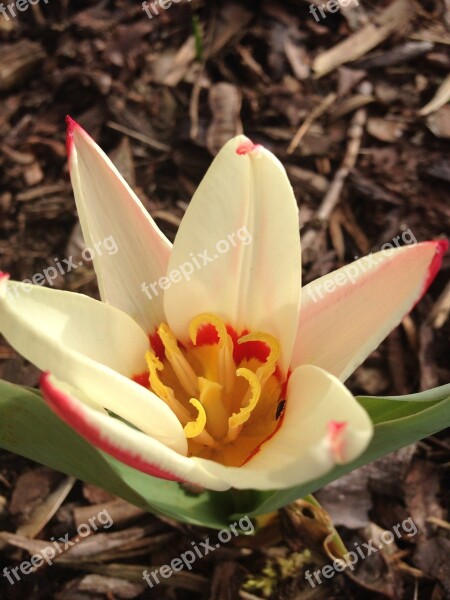 Tulip Early Bloomer Spring Blossom Bloom