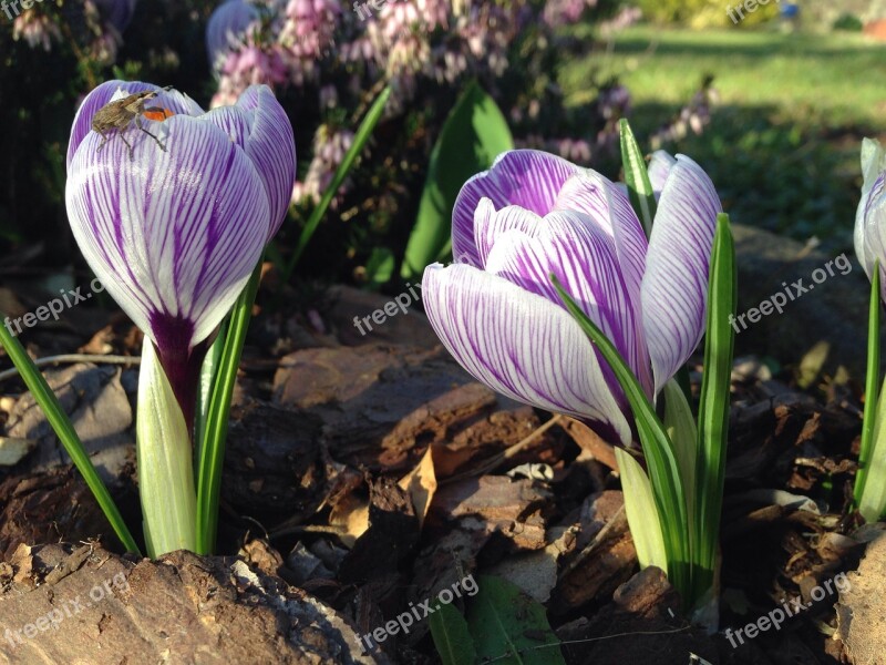 Crocus Early Bloomer Insect Free Photos