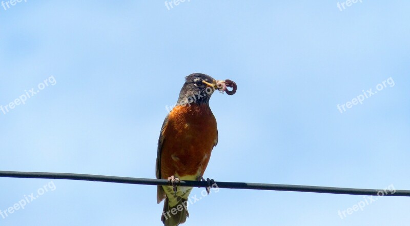 Animal Bird Robin Feathers Worm