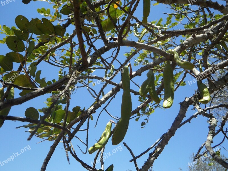 Carob Tree Kar Whether Tree Pods Branch