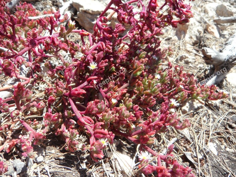 Succulents Frugal Ground Cover Rocky Steinig