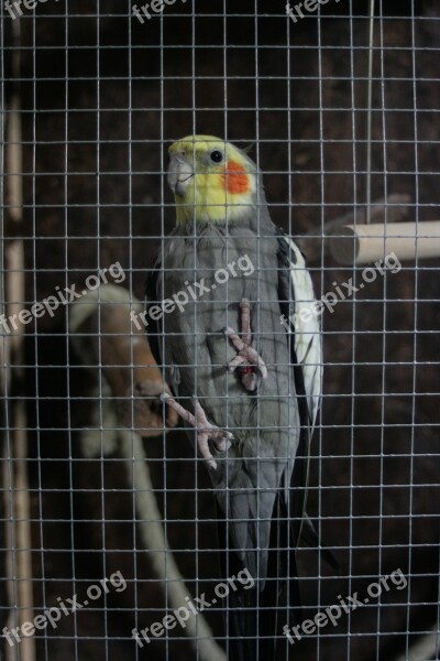 Pet Bird Cage Parakeet Cockatiel