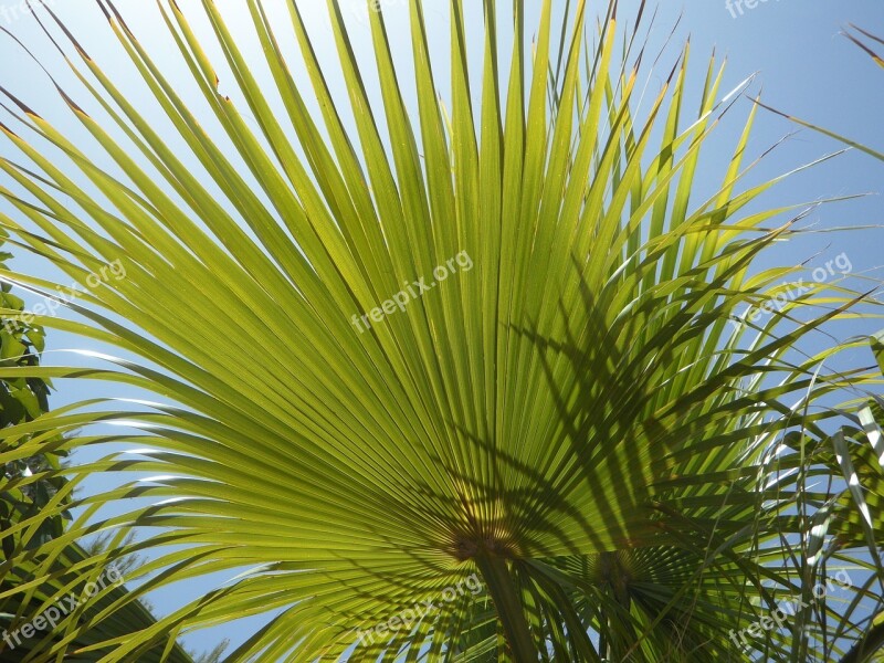 Fan Palm Light And Shadow Structure Sky Sun