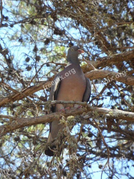 Dove Bird Tree Animal Sit