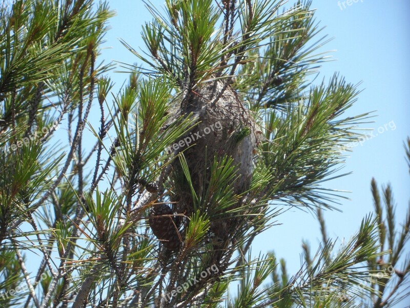 Caterpillar Plague Crawler's Nest Pine Processionary Moth Nest