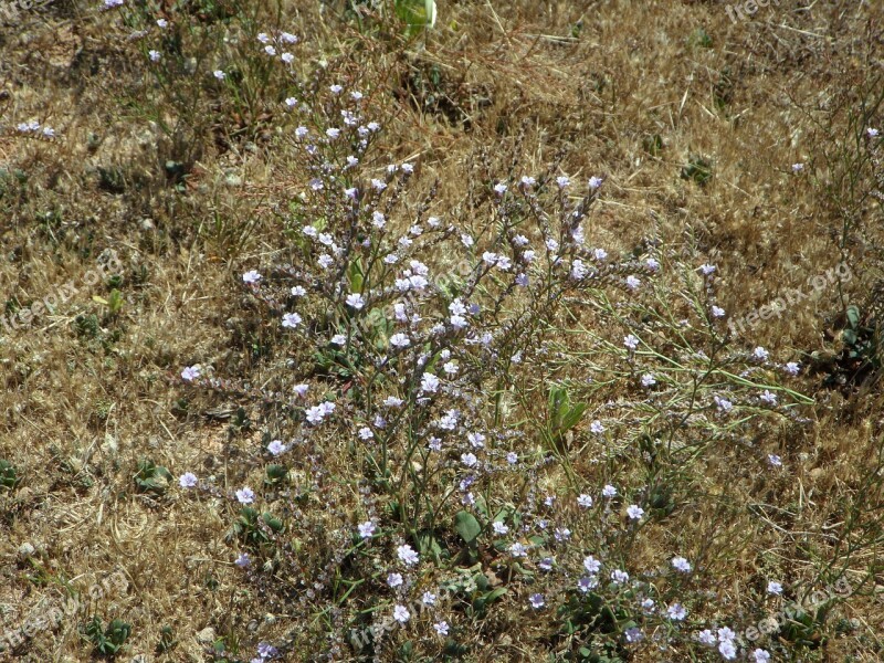 Cakile Maritima Dune Vegetation Dune Plant Plant Ground Cover